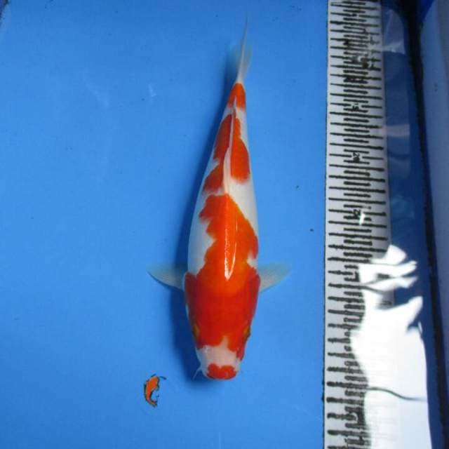 KOHAKU KUCIBENI 30CM