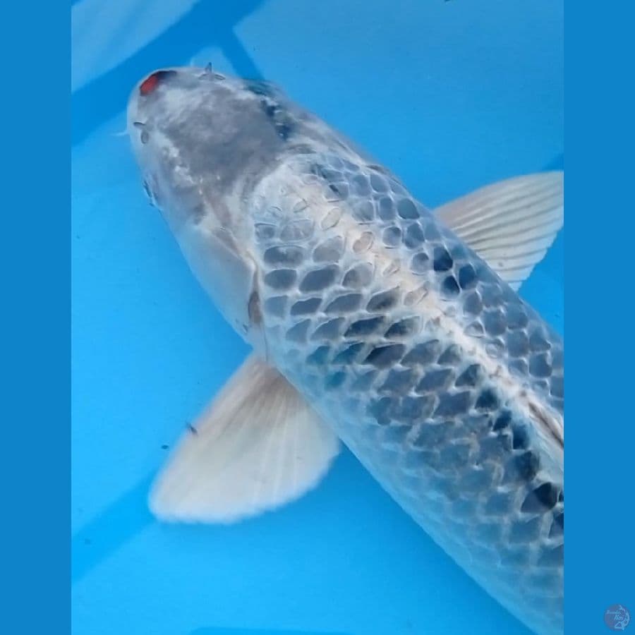 jumbo Matsuba 50 cm