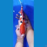 sanke 34 cm