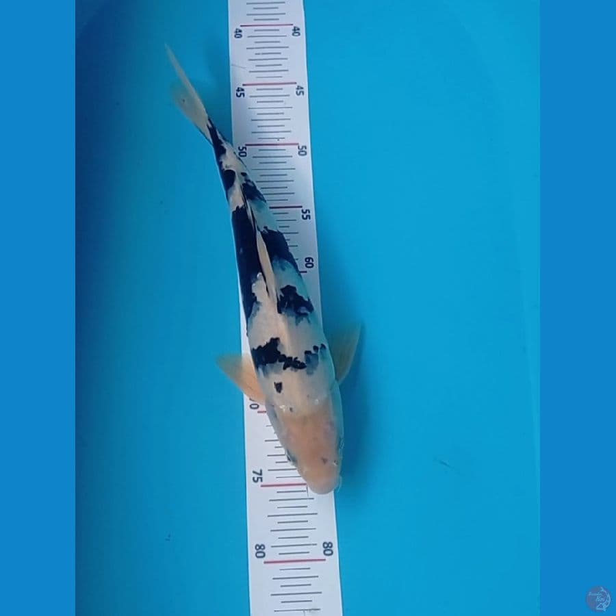 Shiro 34 cm jantan