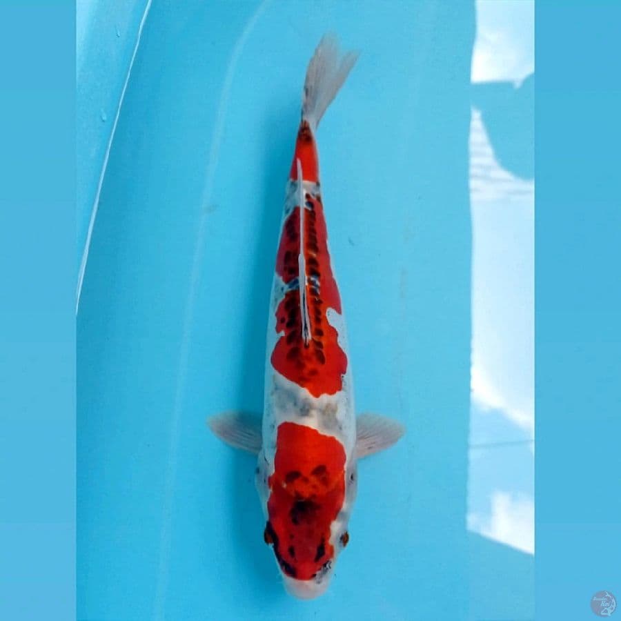 kikokuryu, 31 cm