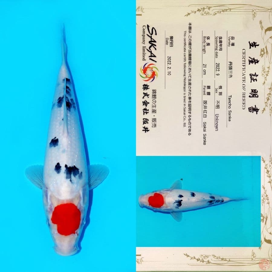 SAKAI TC SANKE HQ 29CM