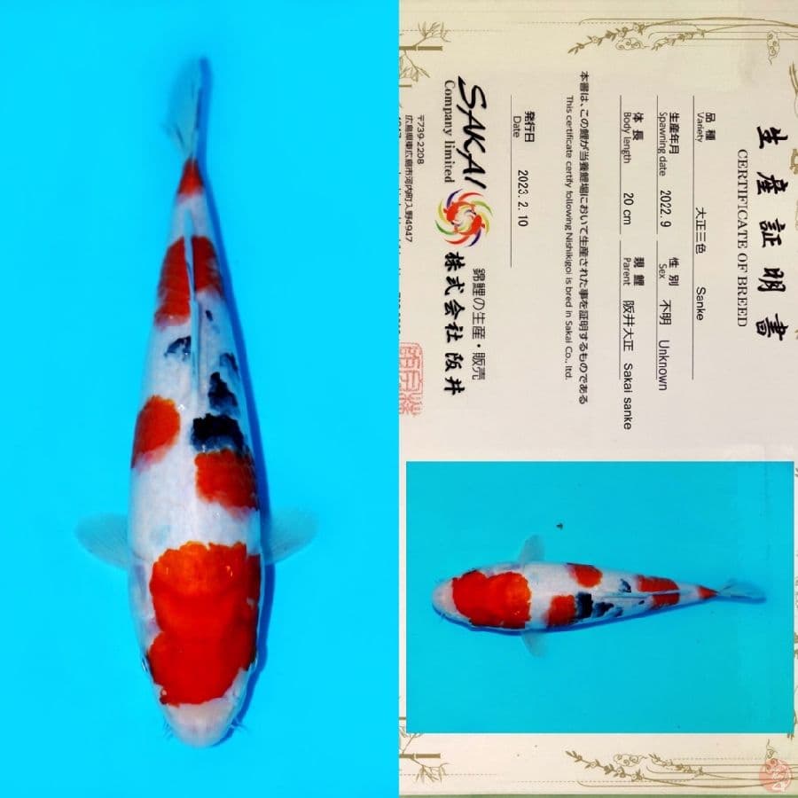 SAKAI SANKE HQ 25CM