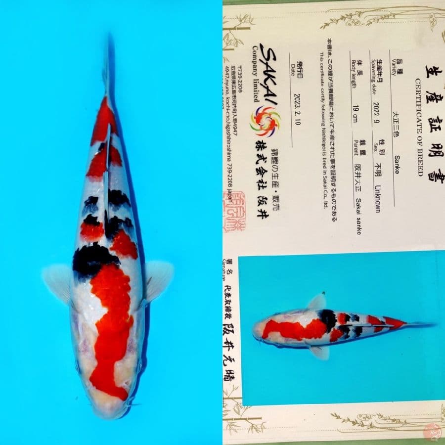 SAKAI SANKE HQ 28CM