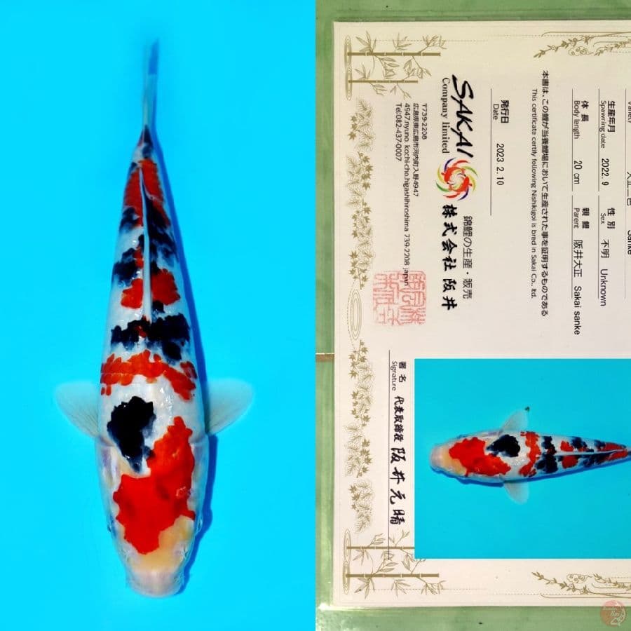 SAKAI SANKE HQ 27CM