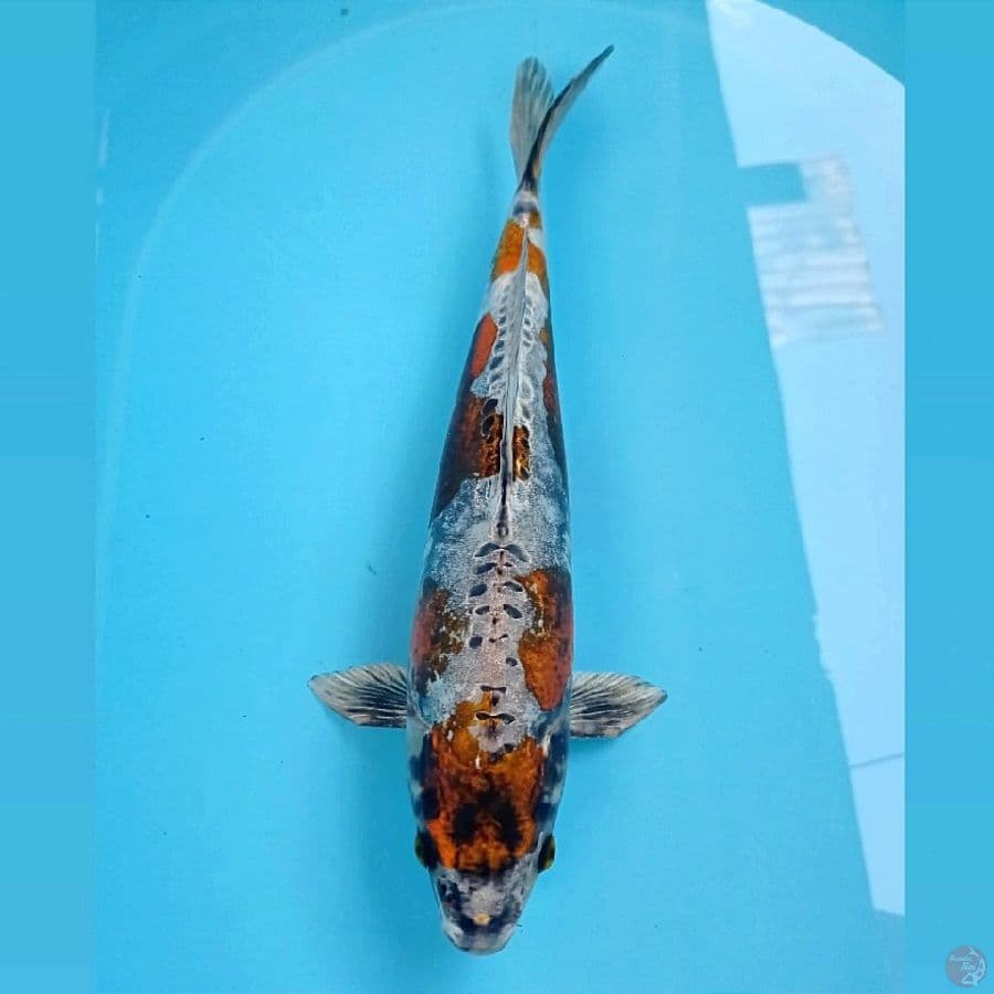 kikokuryu, 33 cm