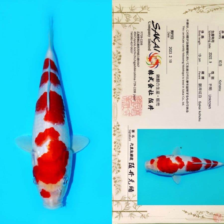 SAKAI KOHAKU HQ 25CM