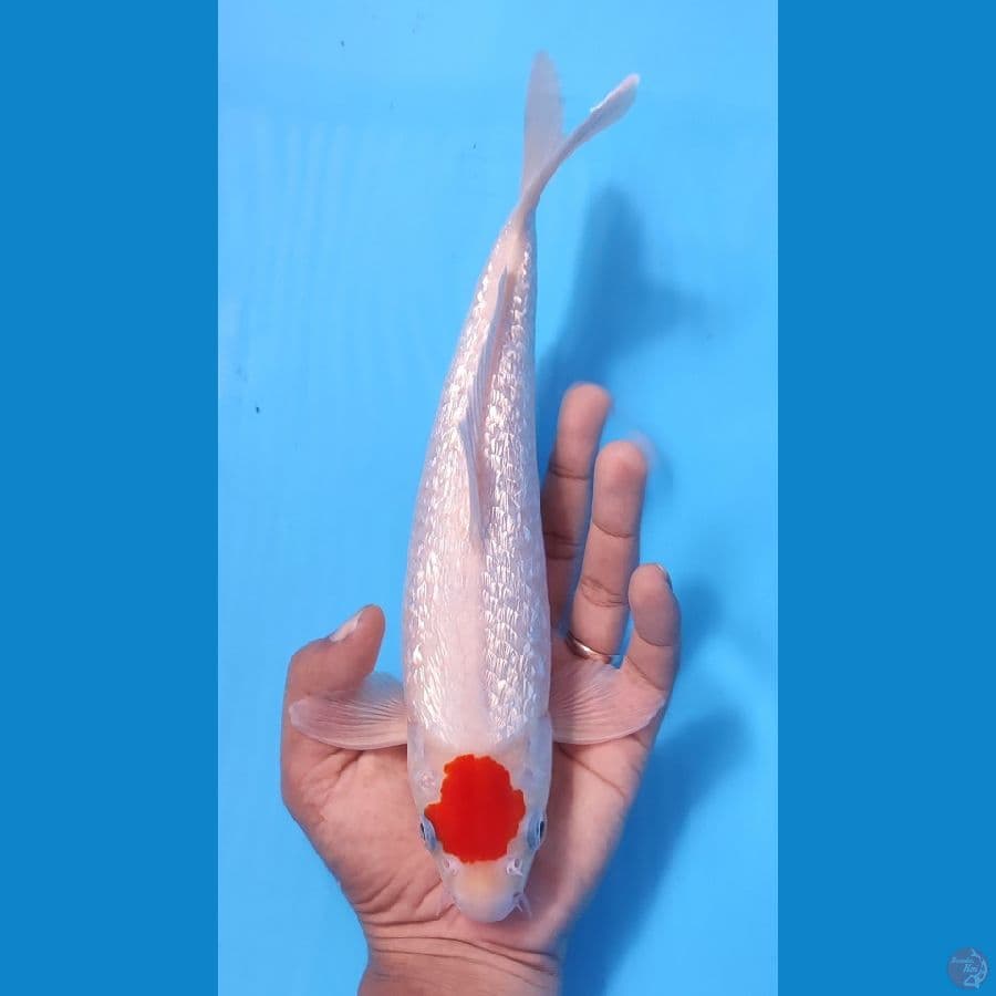  TC KOHAKU FULL GINRIN ORI 28CM - MALE 