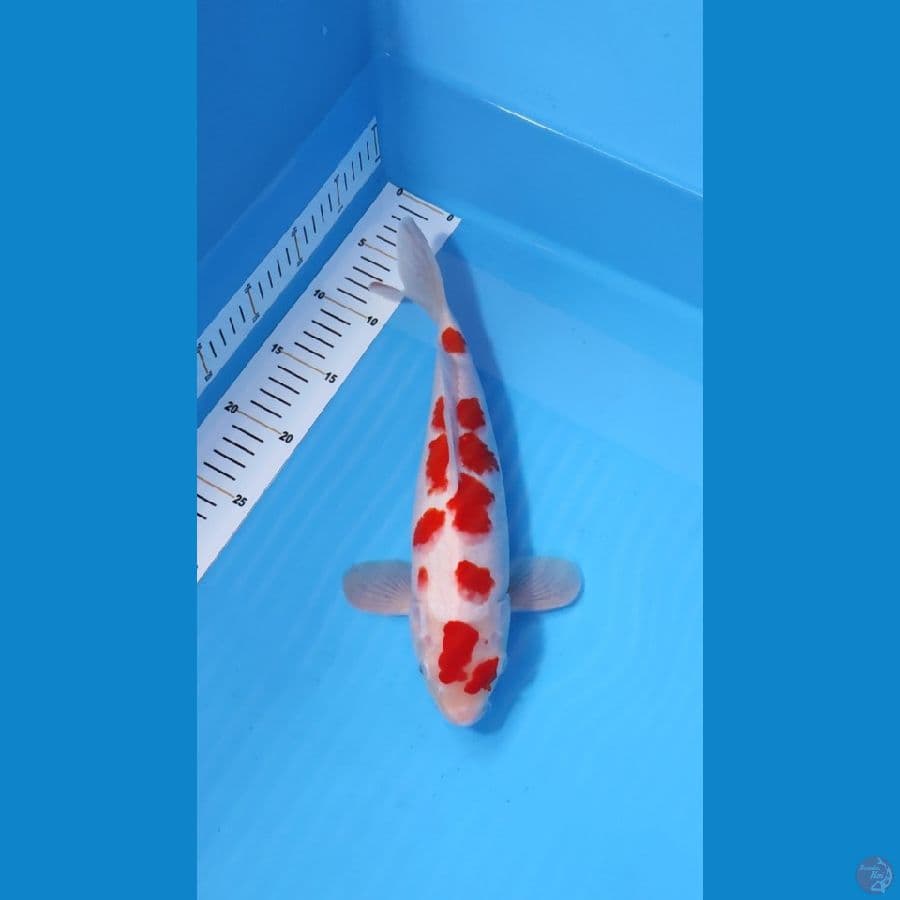 KOHAKU SAKURA ORI RED STRONG 30CM - MALE 