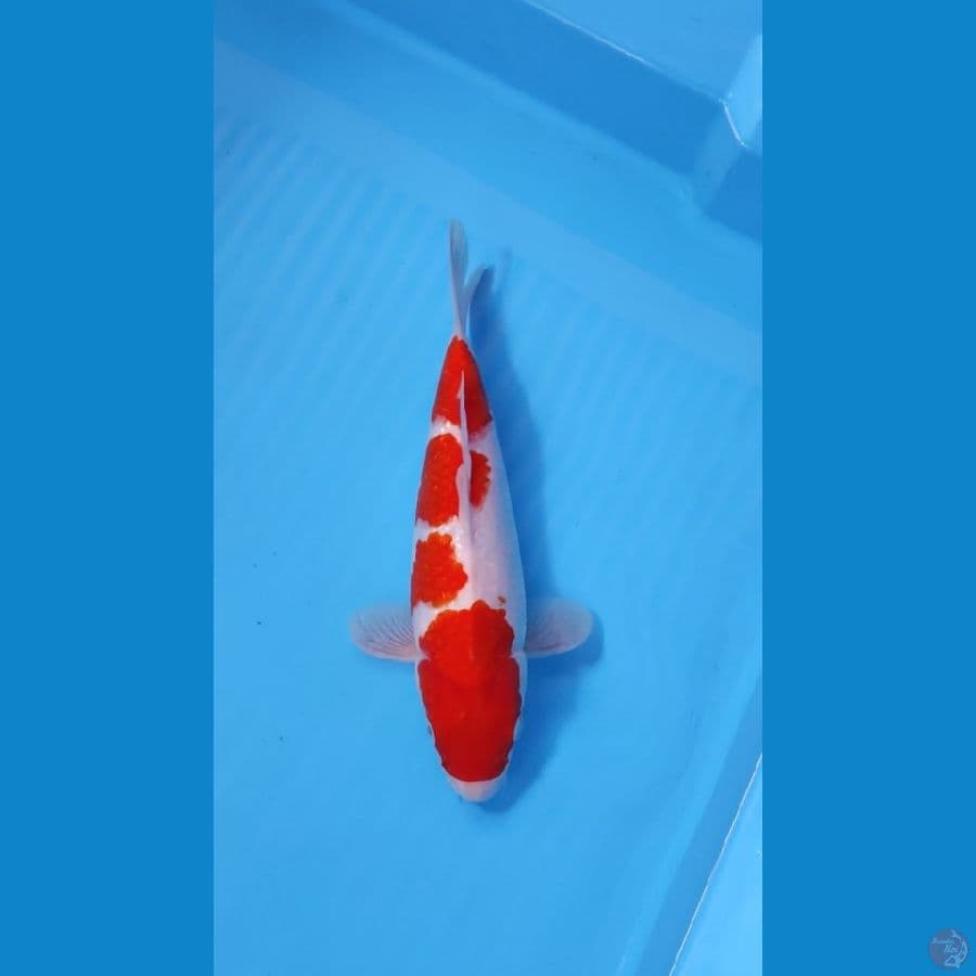 KOHAKU HQ 30CM - FEEMALE 