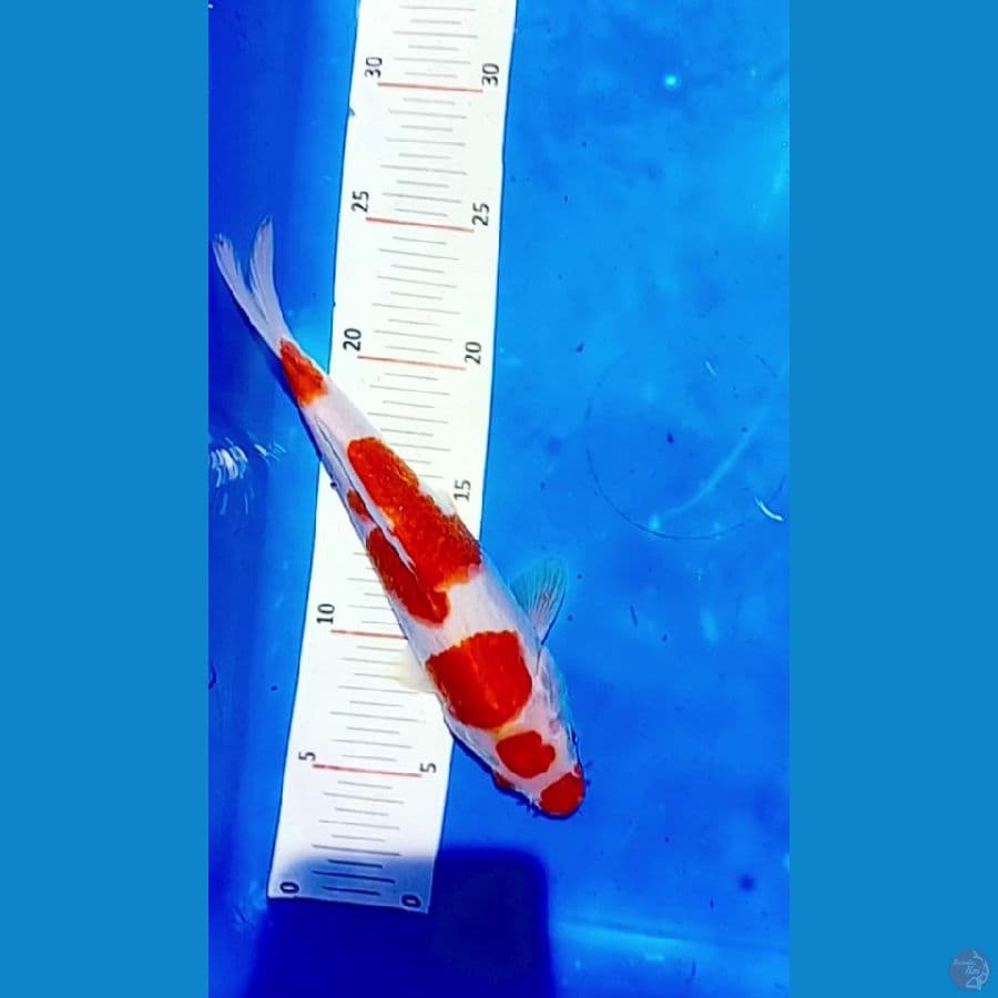 25 cm. male . ori