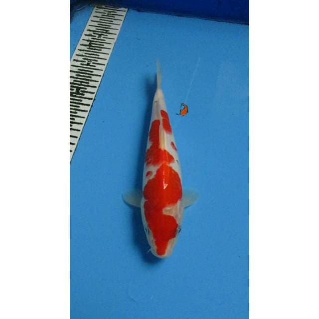 SANKE 25CM