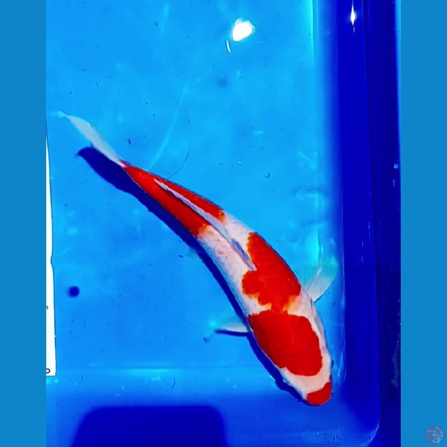 30.cm. kohaku