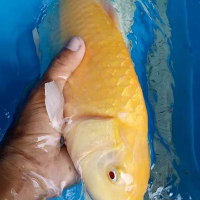 Male 40 cm 