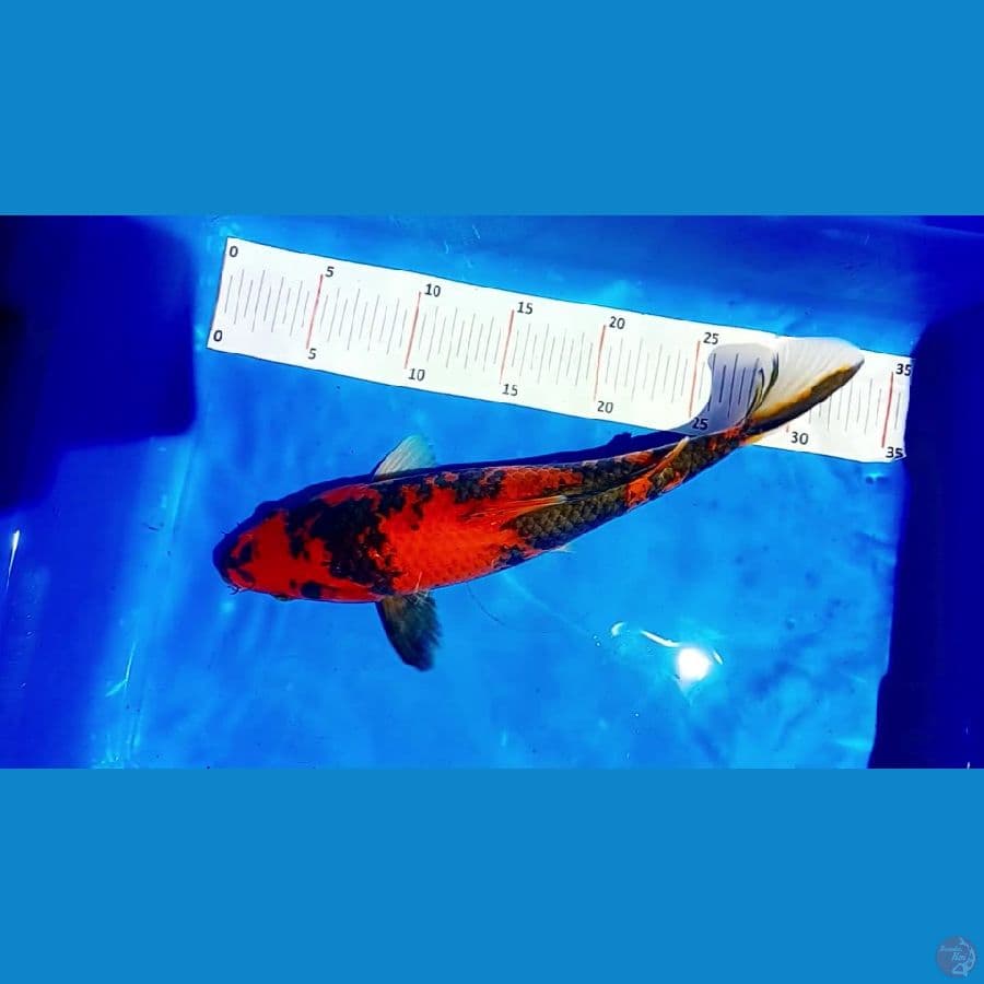 33 cm. hi showa 