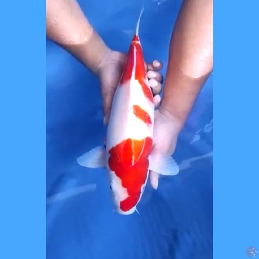 41CM # KOHAKU STRONG - F