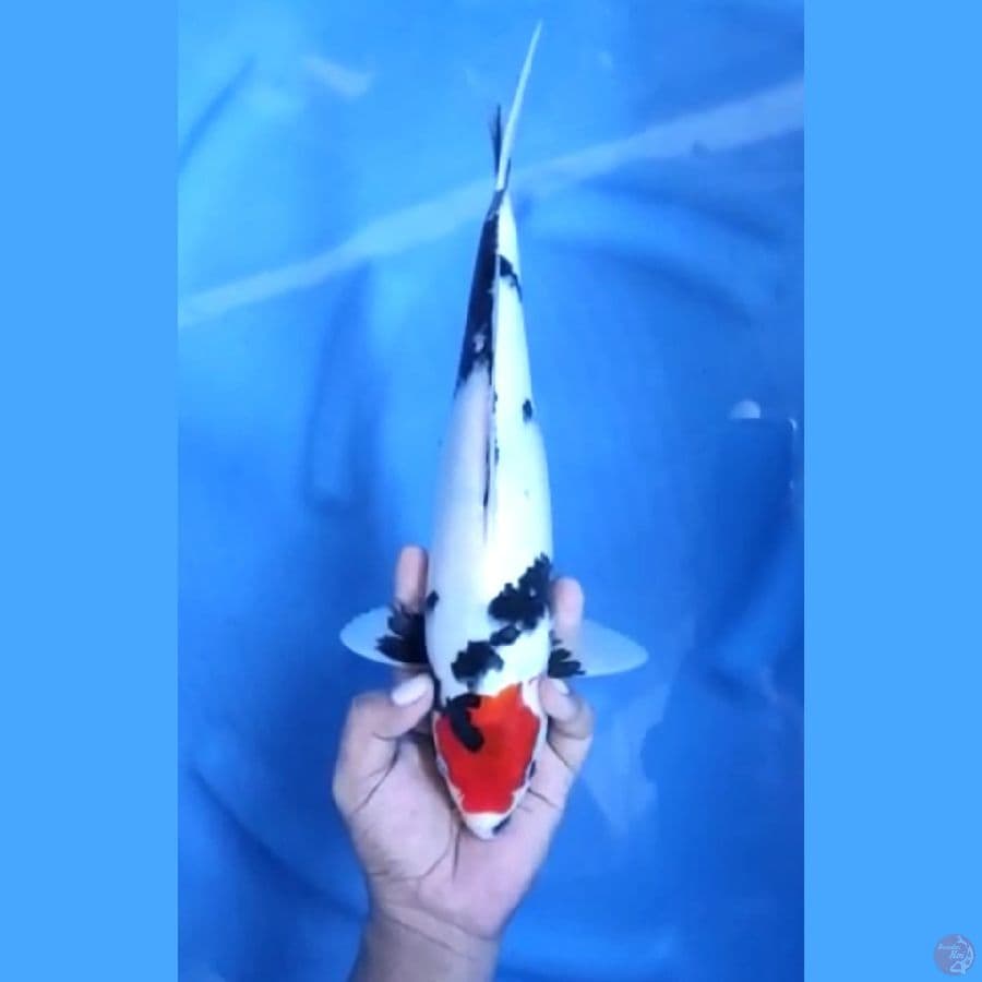 33CM # TANCHO SHOWA ORIGINAL - F