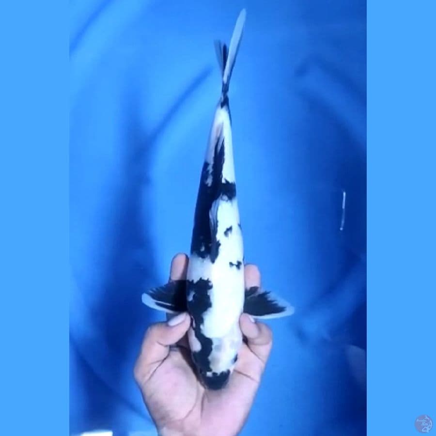 29CM # SHIRO QUALITY - M