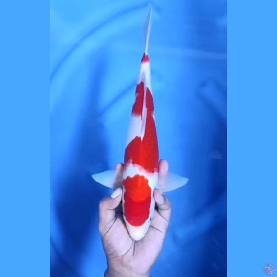 34CM # KOHAKU MANTAP - M