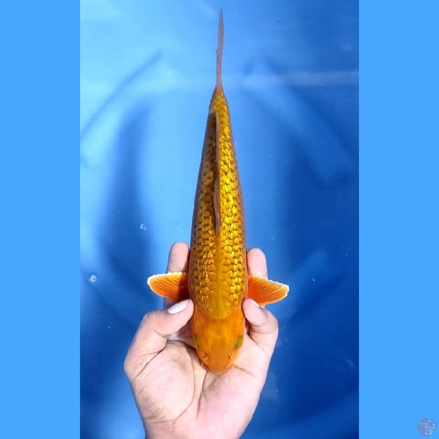 27CM # CHAGOI GINRIN - M