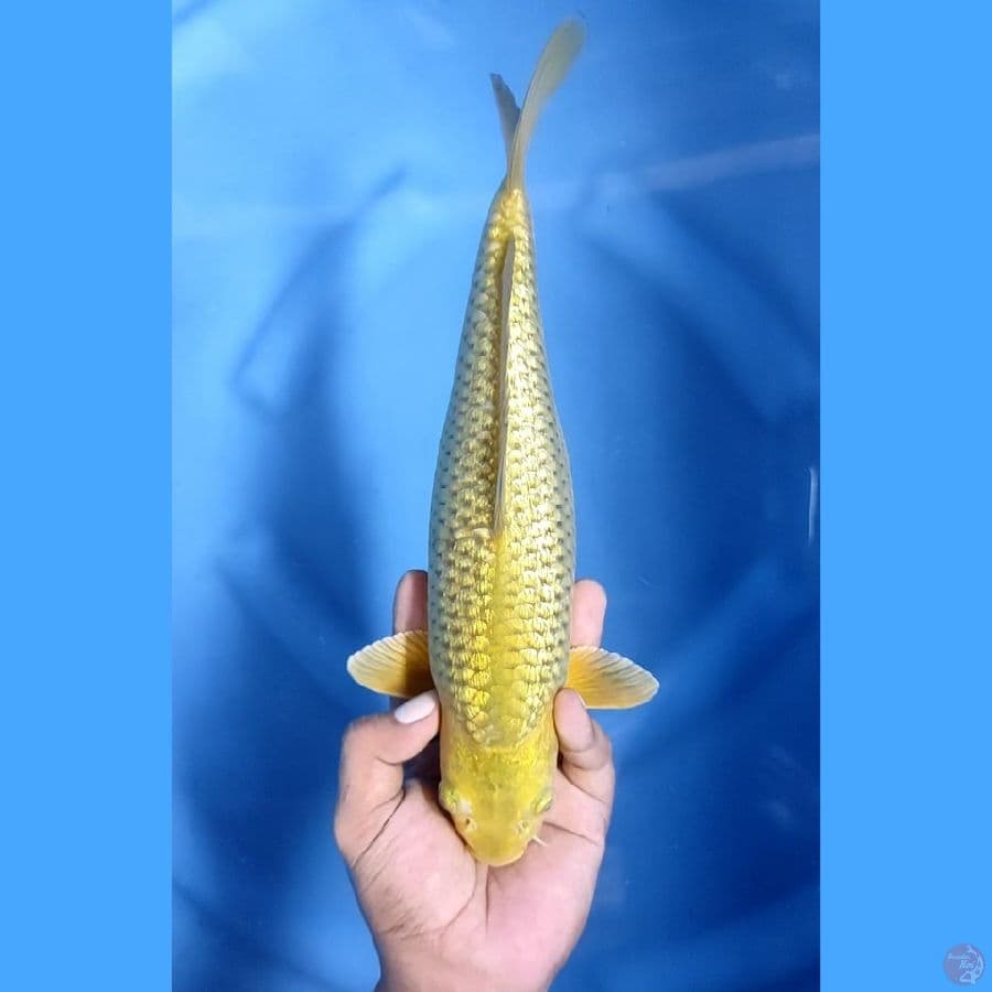 31CM # MIDORI GINRIN - F