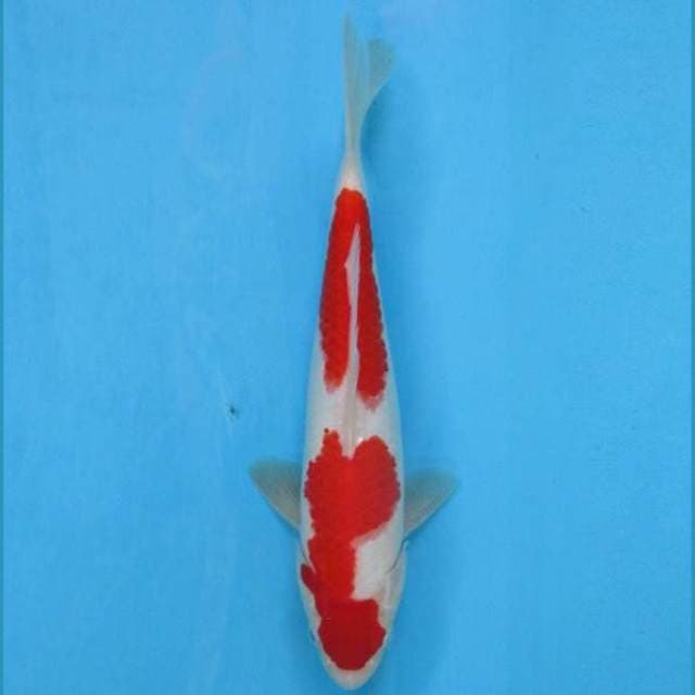 HQ Kohaku 28cm