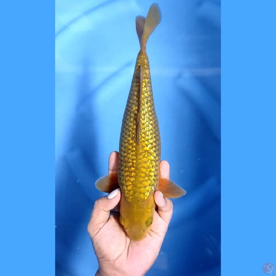 32CM # FULL GINRIN CHAGOI - F