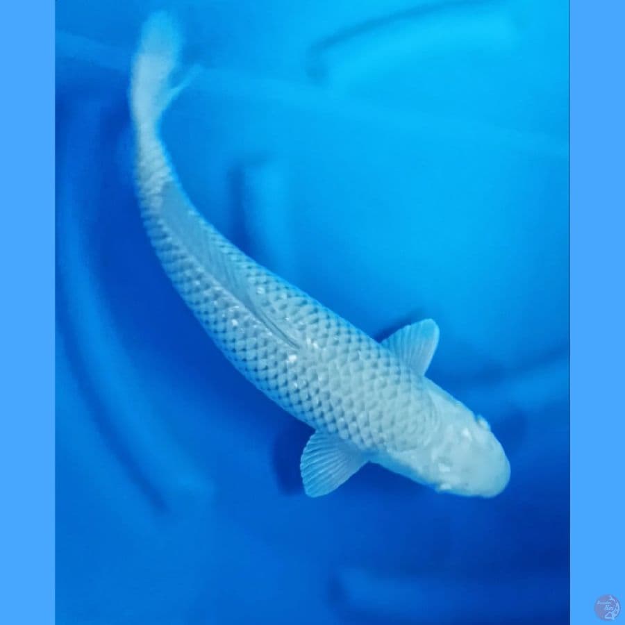 44CM # JUMBO SORAGOI - F