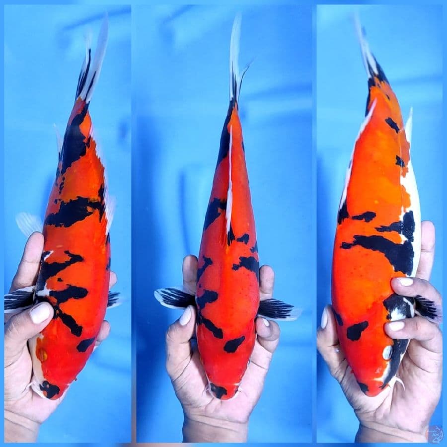 34CM # DOITSU MURNI SHOWA - F
