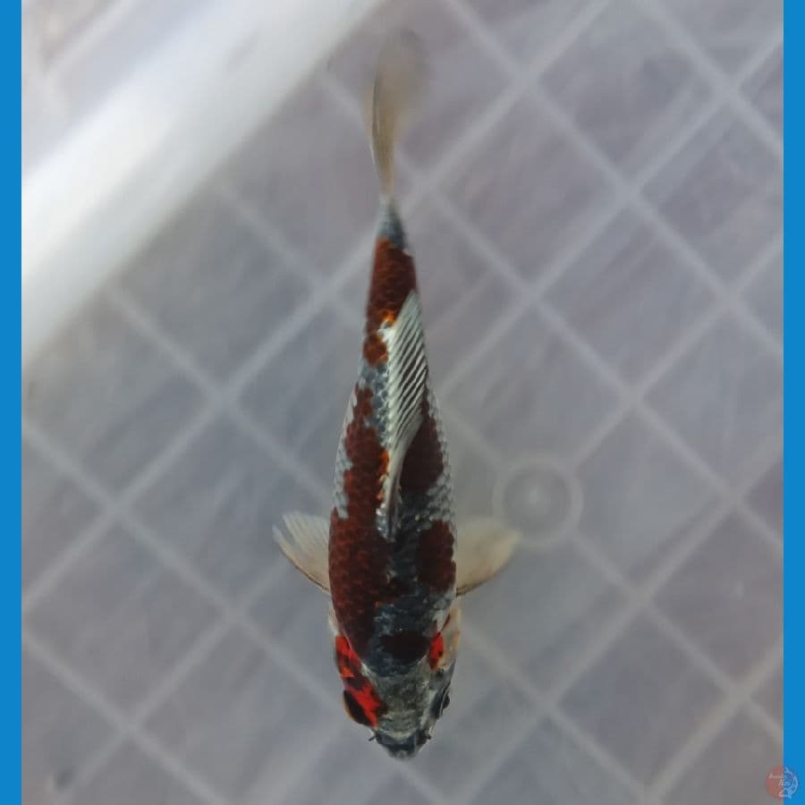 BENI GINGGA A 16CM