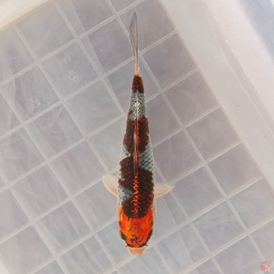BENI GINGGA B 17CM