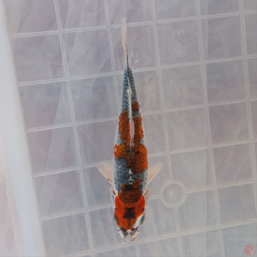 KUJAKU 15CM