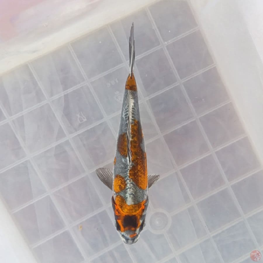 BENI KIKOKURYU 17CM