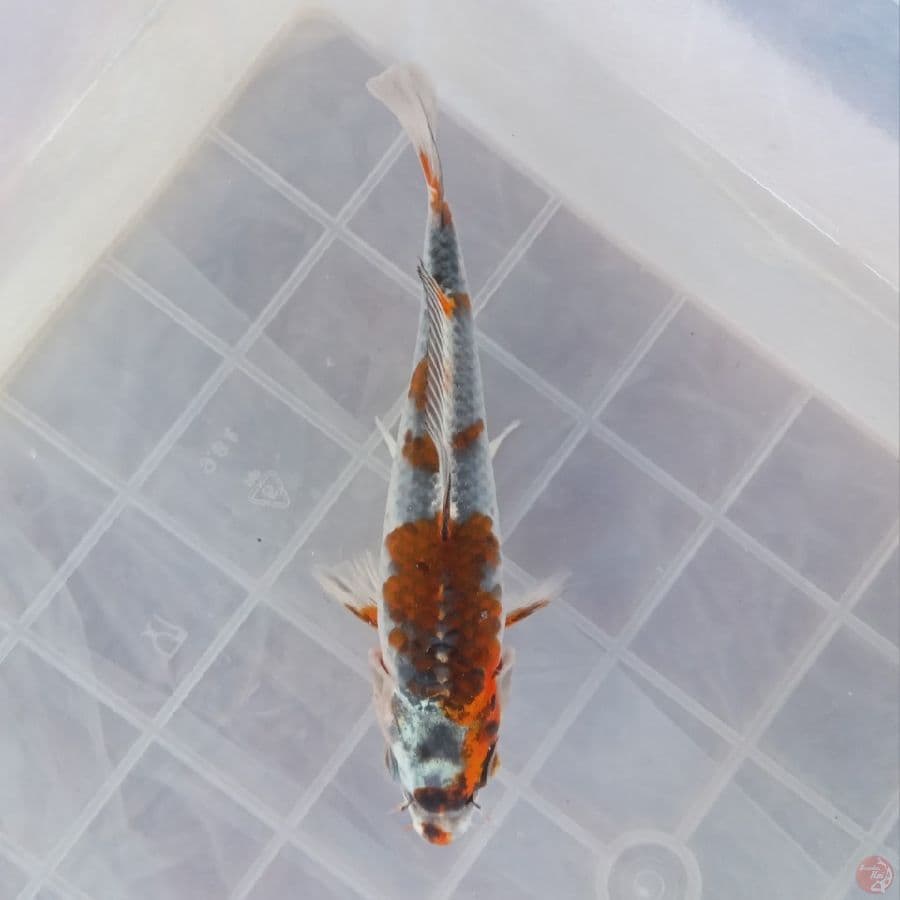 KUJAKU 16CM