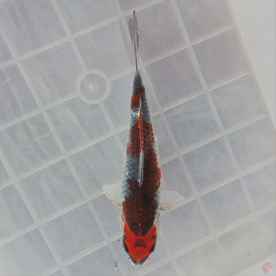 BENI GINGGA D 17CM