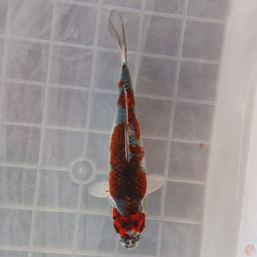 BENI GINGGA E 17CM