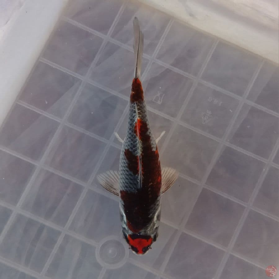 MARUTEN BENI GINGGA F 16CM