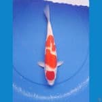kohaku 36cm/female