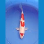 kohaku 37cm /male