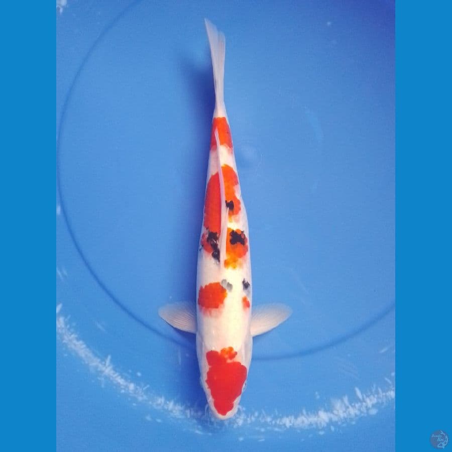 sanke 37cm/female