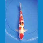sanke 37cm/female