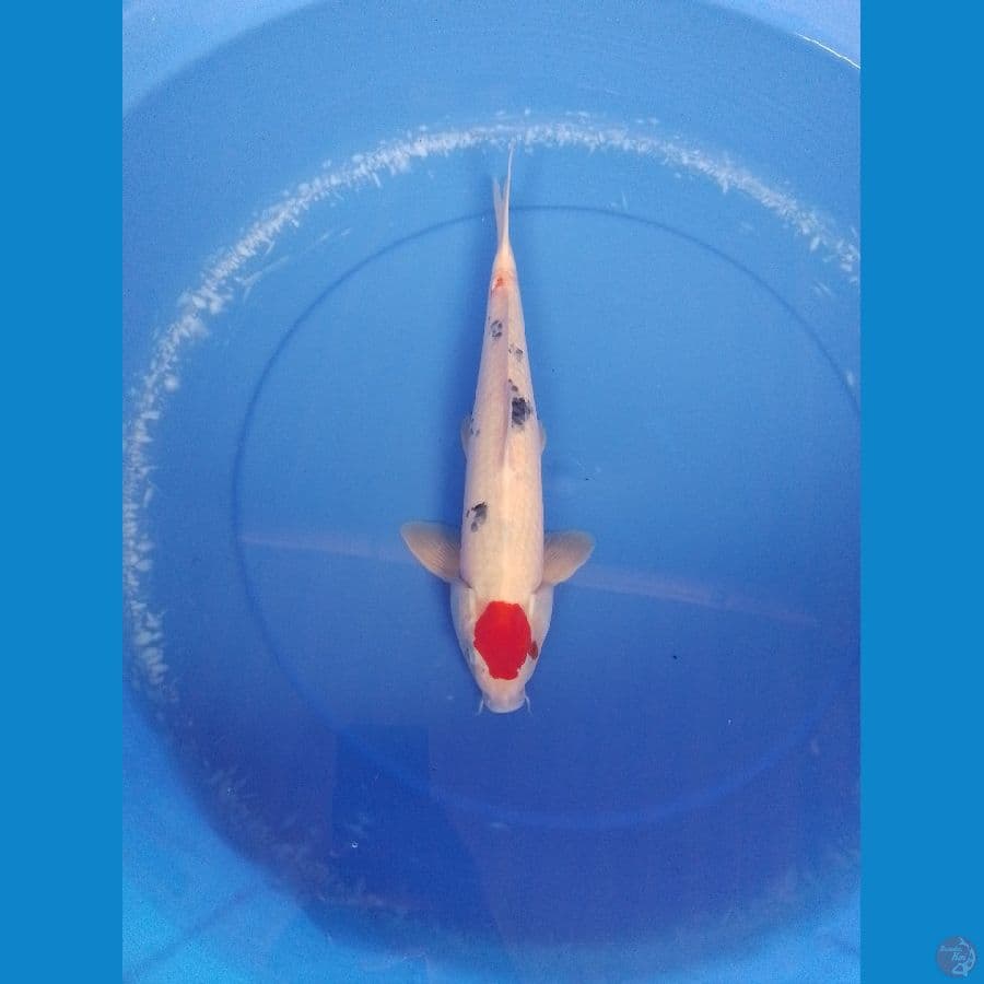 tc sanke 36cm/male