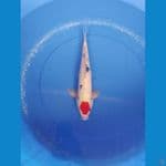 tc sanke 36cm/male