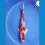 kujaku 42cm/male