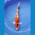 kujaku 38cm/female