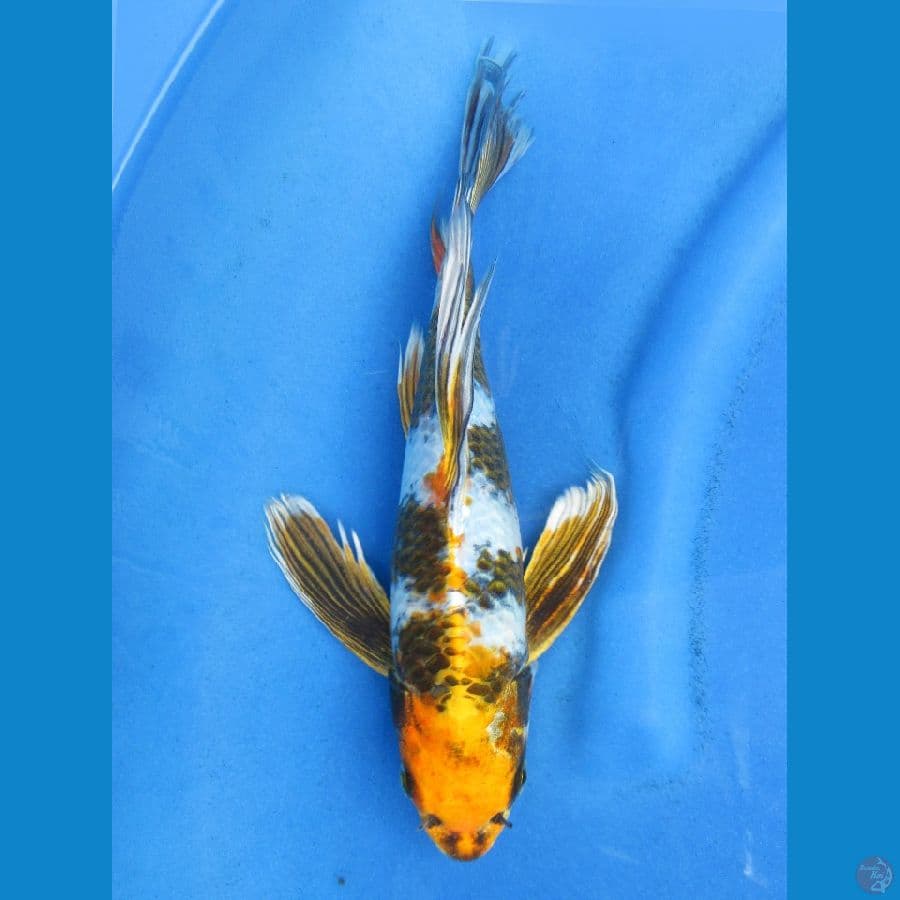 32cm , Yellow - Kumpay Kin Showa