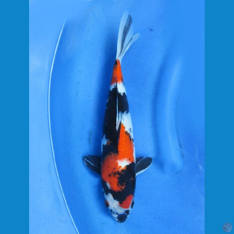 37cm ,  Showa Sanshoku