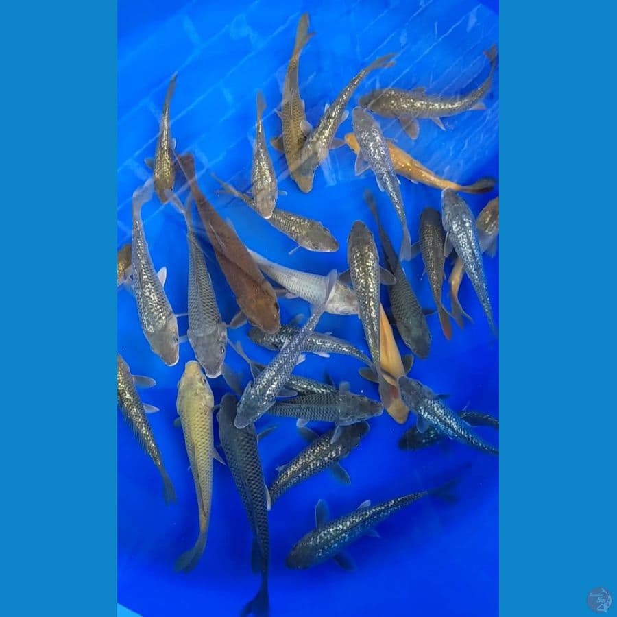 Mayoritas Ginrin 15-25cm 30 ekor