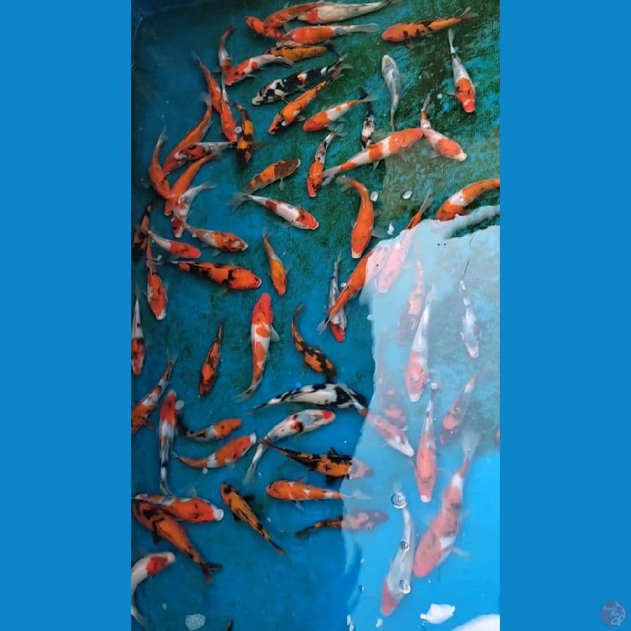 Showa 15-20cm 80 ekor