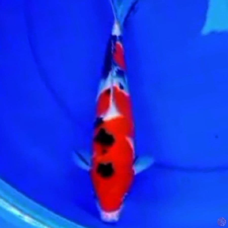 30cm TIGER SANKE STRONG